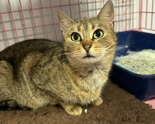 Kotka Mini szuka domu -schronisko Zgierz -aktualne