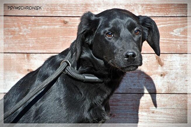 Amelka - dzielny szczeniaczek spragniony Twojej bliskości