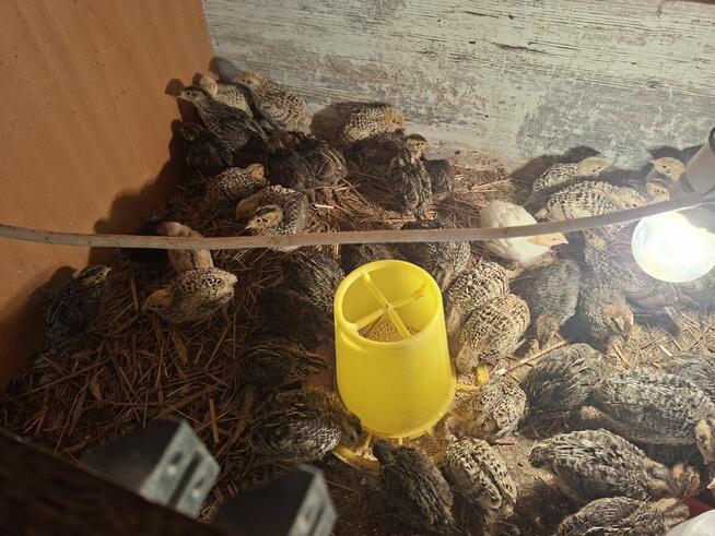 Sprzedam przepiórki japońskie trzytygodniowe