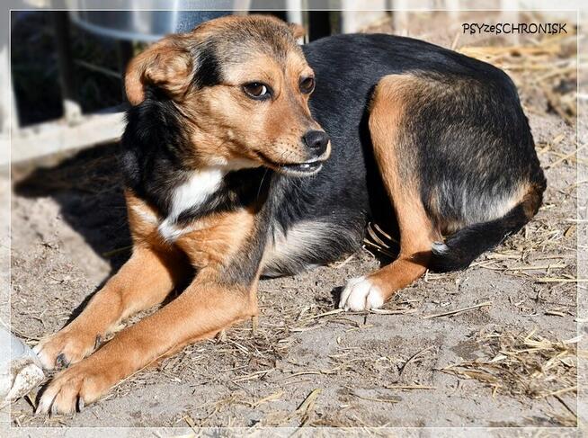 Pszczółka - malutka, ciekawska sunia ma nadzieję na lepsze j