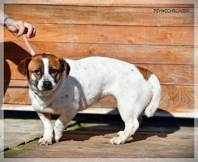 Blusia - mały piesek o ogromnym sercu