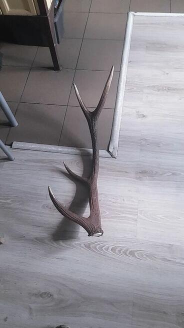 Poroża, zrzuty, wieniec