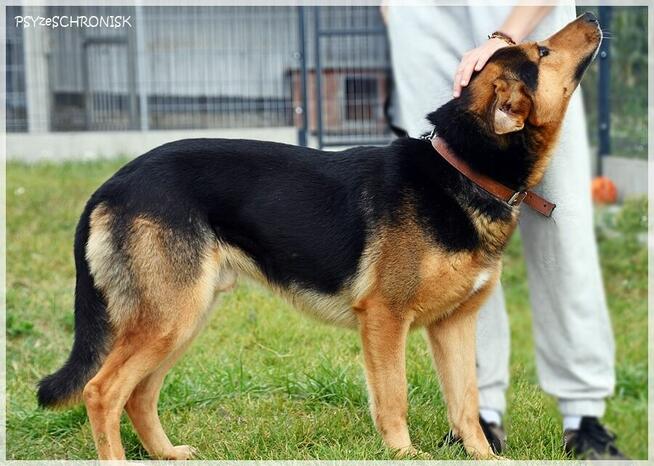 Misio vel Kumpel – dobry, najlepszy, skrzywdzony pies