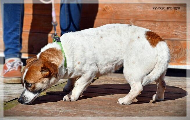 Blusia - mały piesek o ogromnym sercu