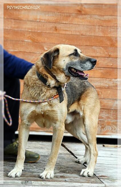 Benek – poczciwy pies, do którego los nie chce się uśmiechnąć
