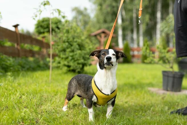 Hulanka bez pośpiechu – pies do oddechu