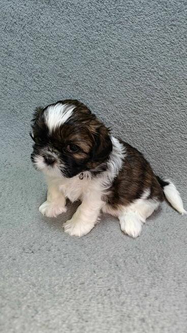 Szczeniaczek shih tzu