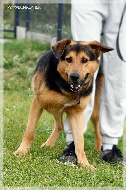 Misio vel Kumpel – dobry, najlepszy, skrzywdzony pies