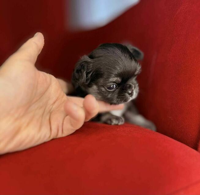 Maleńki piesek chihuahua długowłosy ZKwP FCI