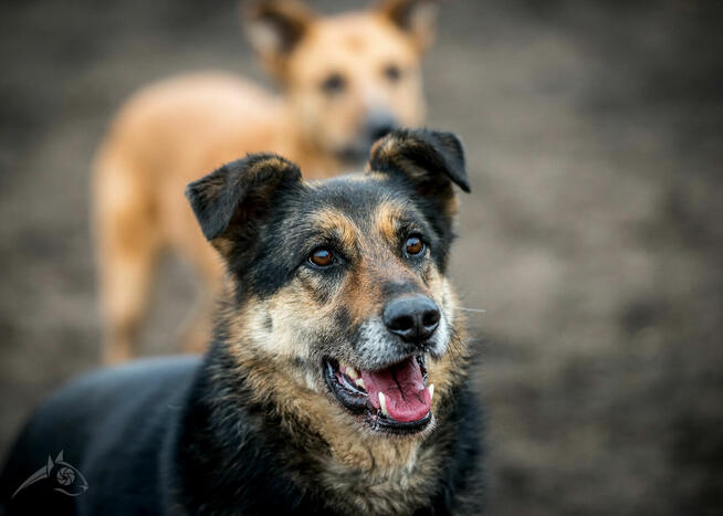 Leo szuka domu na dobre i na złe