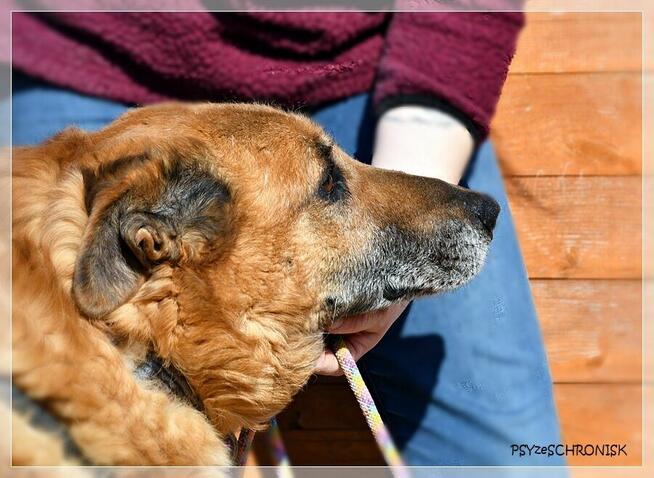 Władzio - poczciwy psiak chciałby zostać Twoim przyjacielem