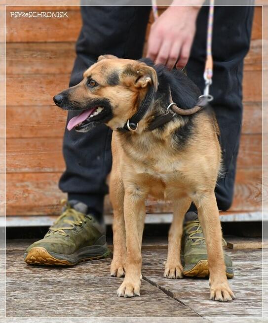 Rapik – domu nie znalazł, ale nie stracił pogody ducha