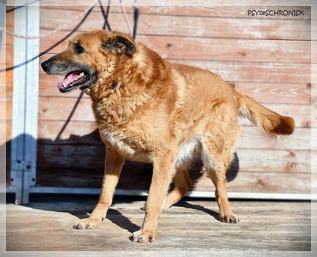 Władzio - poczciwy psiak chciałby zostać Twoim przyjacielem