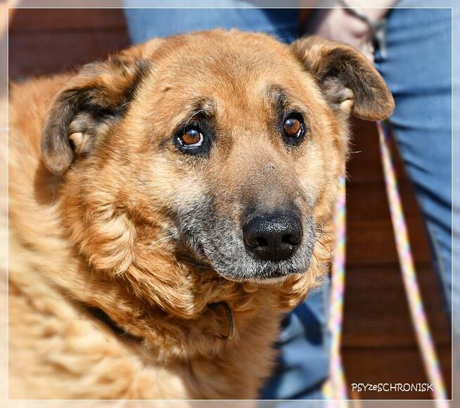 Władzio - poczciwy psiak chciałby zostać Twoim przyjacielem