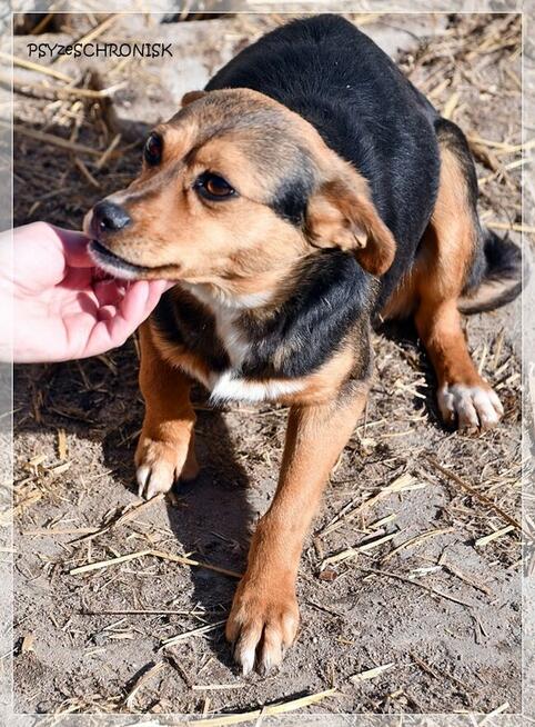 Pszczółka - malutka, ciekawska sunia ma nadzieję na lepsze j