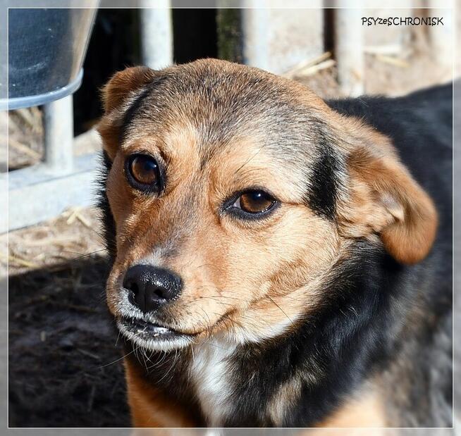 Pszczółka - malutka, ciekawska sunia ma nadzieję na lepsze j