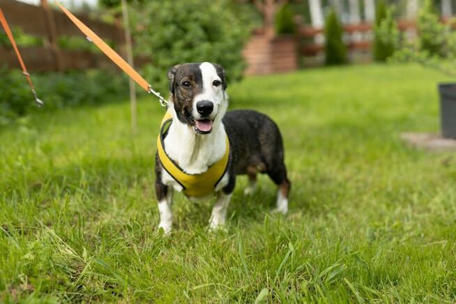 Hulanka bez pośpiechu – pies do oddechu