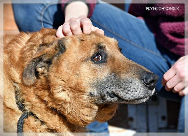 Władzio - poczciwy psiak chciałby zostać Twoim przyjacielem