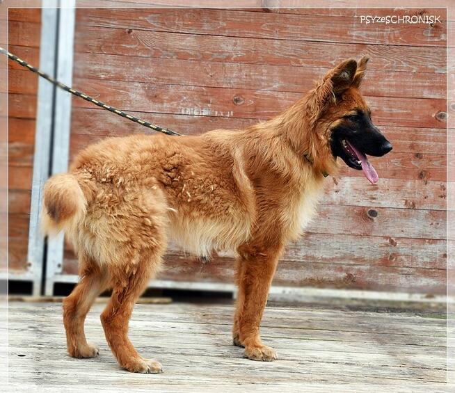 Taco – wspaniały, kochający ludzi psiak