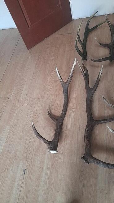 Poroża, zrzuty, wieniec