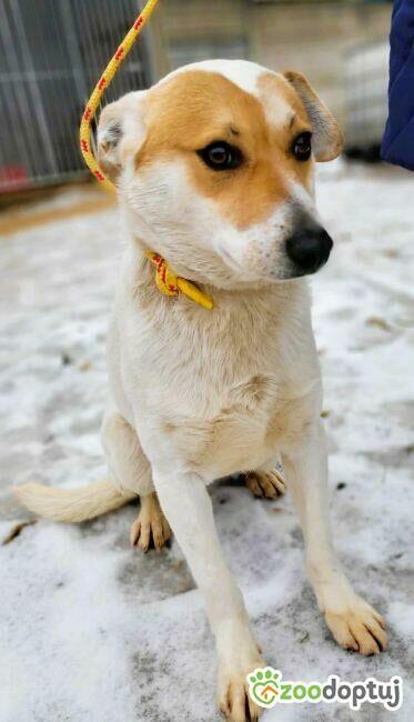 ZUZU - młodziutki, łagodny psiak szuka domu