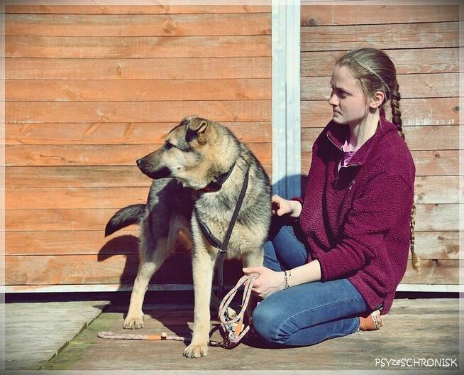 Alan - ufny przytulas czeka na Twoją miłość