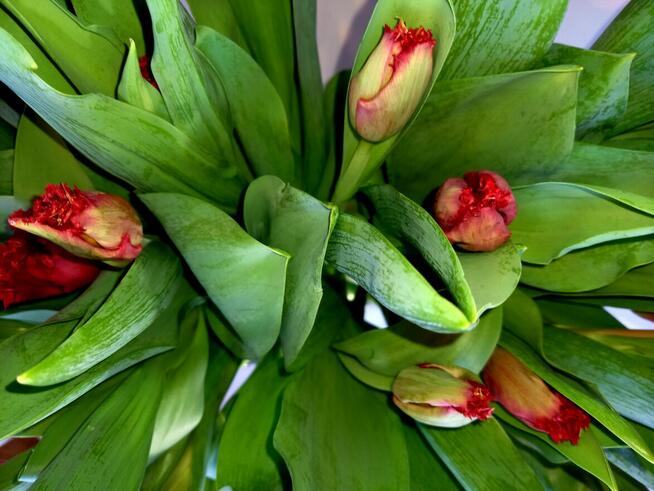 szukam Opiekunke do starszej leżącej Pani w Gryficach, pilne