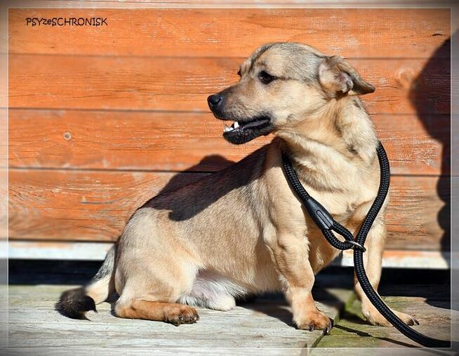 Juno - malutki słodziak potrzebuje Twojej miłości