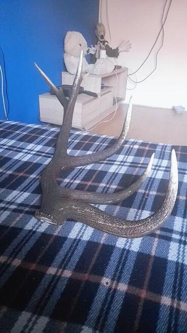 Poroża, zrzuty, wieniec