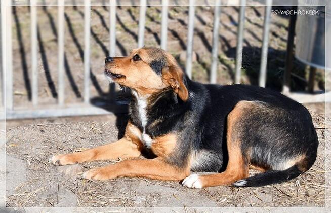 Pszczółka - malutka, ciekawska sunia ma nadzieję na lepsze j