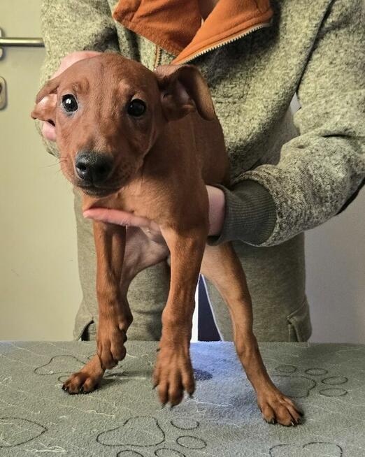 Pinczer średni - szczenięta rodowodowe ZKwP/ FCI