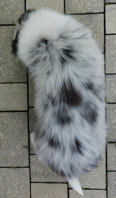 Rasowy pies bluemerle Border Collie z pełną dok. przebadani