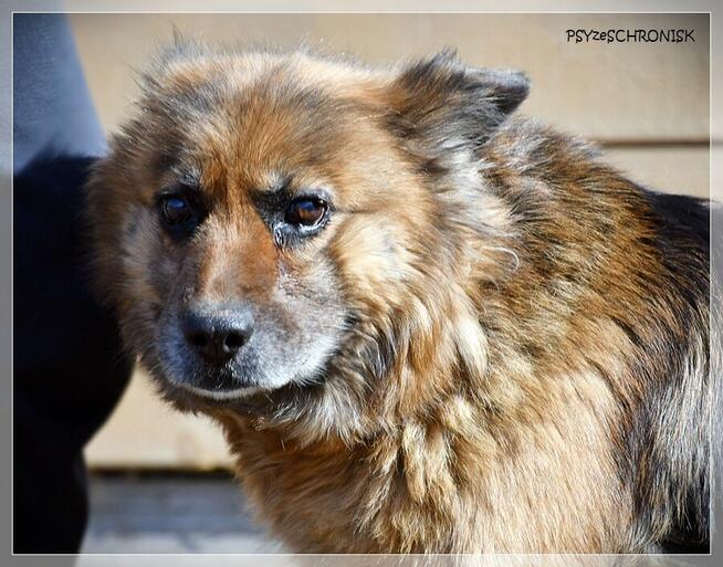 Kulka - czy spełnisz jej marzenie o własnym kącie?