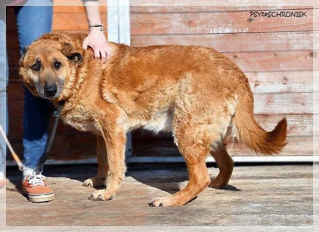 Władzio - poczciwy psiak chciałby zostać Twoim przyjacielem