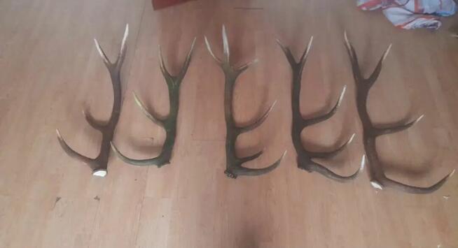 Poroża, zrzuty, wieniec