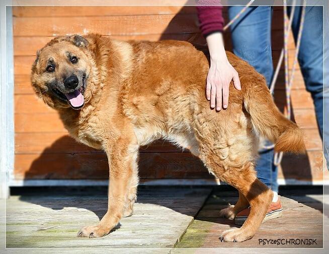 Władzio - poczciwy psiak chciałby zostać Twoim przyjacielem