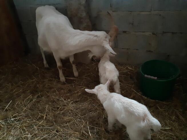 Młode kozy Saaneńskie