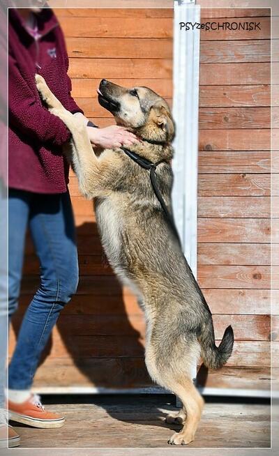 Alan - ufny przytulas czeka na Twoją miłość