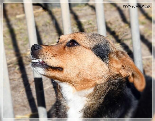 Pszczółka - malutka, ciekawska sunia ma nadzieję na lepsze j