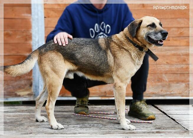 Benek – poczciwy pies, do którego los nie chce się uśmiechnąć