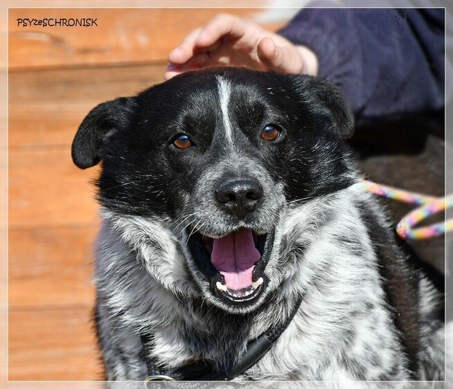 Boczek - zostań jego przyjacielem na zawsze