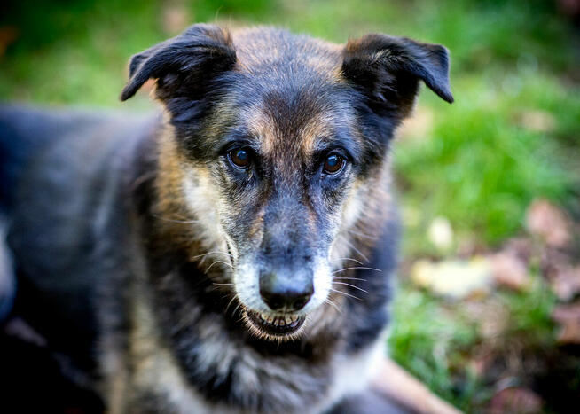 Leo szuka domu na dobre i na złe