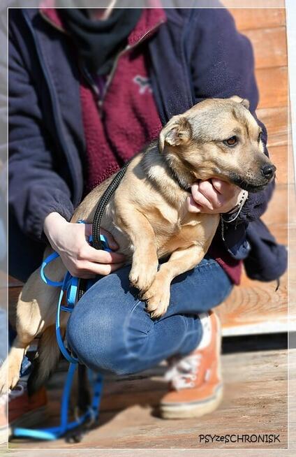 Juno - malutki słodziak potrzebuje Twojej miłości