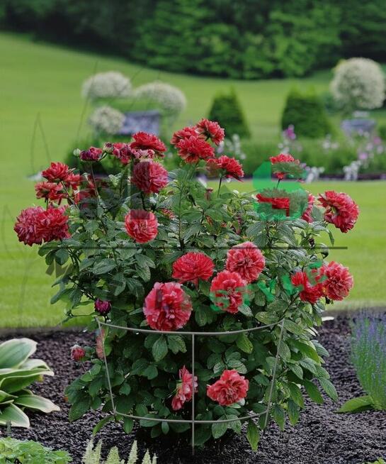 Podpory ogrodowe do roślin/kwiatów ze stali ocynkowanej2szt