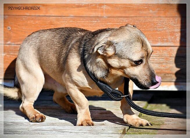 Juno - malutki słodziak potrzebuje Twojej miłości