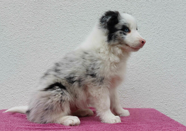 Rasowy pies bluemerle Border Collie z pełną dok. przebadani