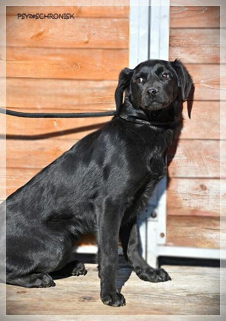 Amelka - dzielny szczeniaczek spragniony Twojej bliskości