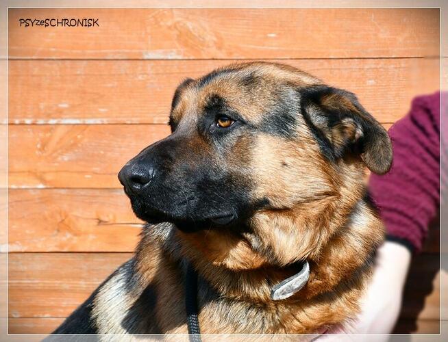 Rupert - wspaniały psiak w typie owczarka czeka na Twój dom