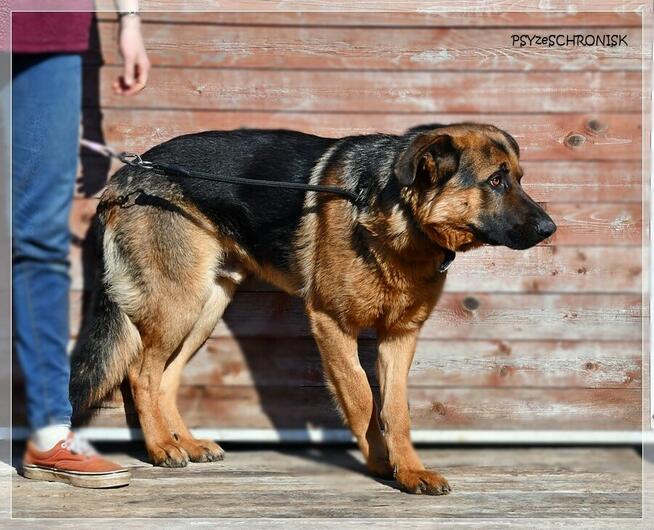 Rupert - wspaniały psiak w typie owczarka czeka na Twój dom
