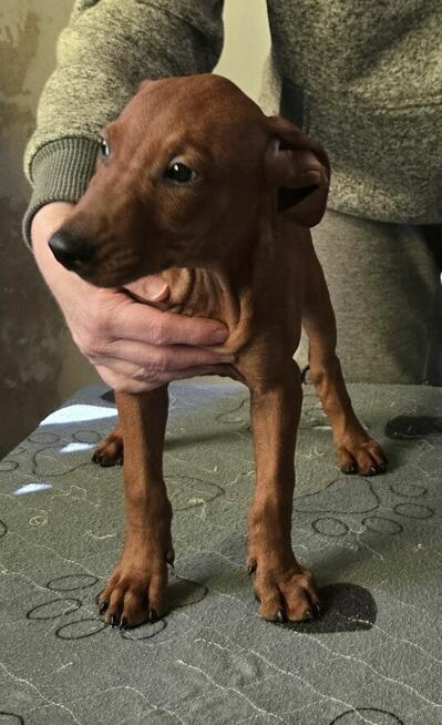 Pinczer średni - szczenięta rodowodowe ZKwP/ FCI